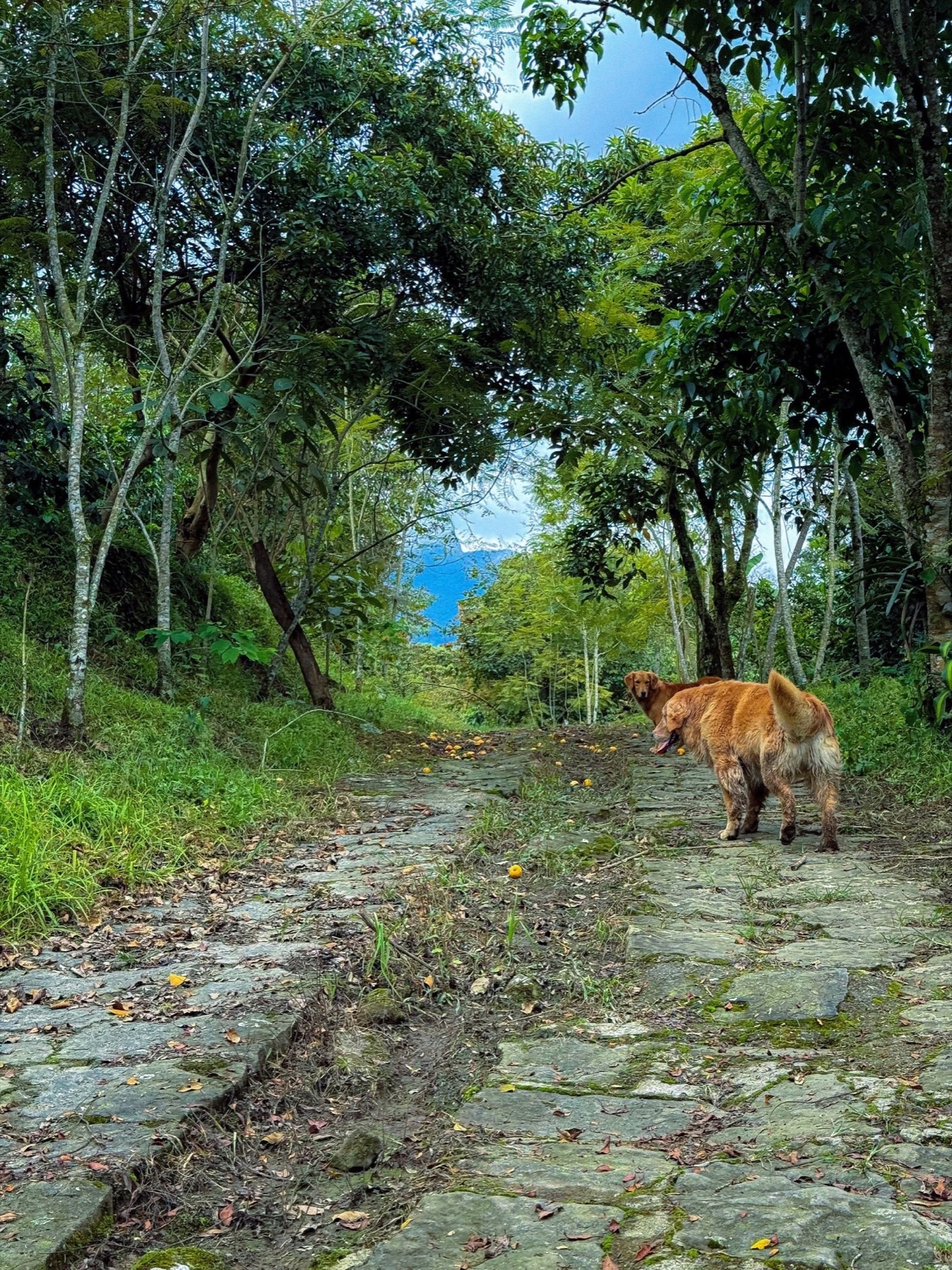 Mascotas en Jardín del Agua 3