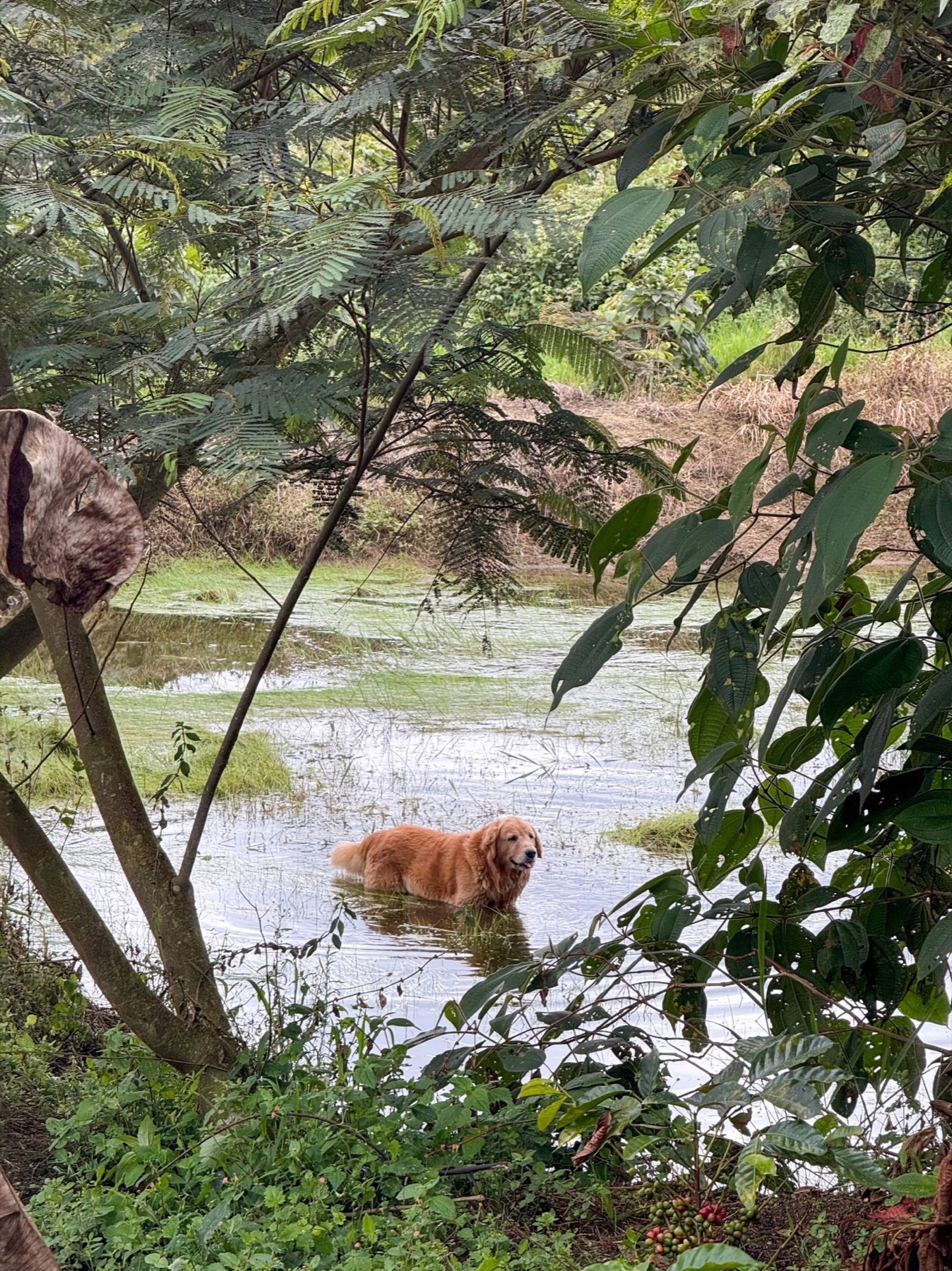 Mascotas en Jardín del Agua 4