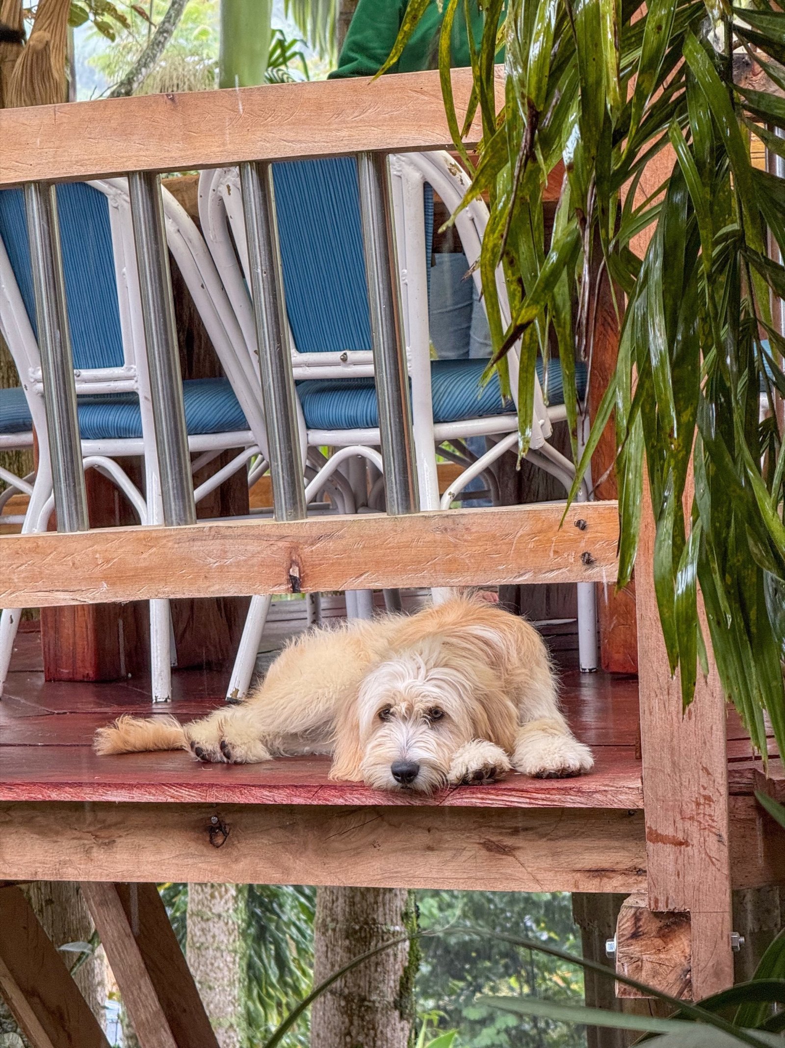 Mascotas en Jardín del Agua 6