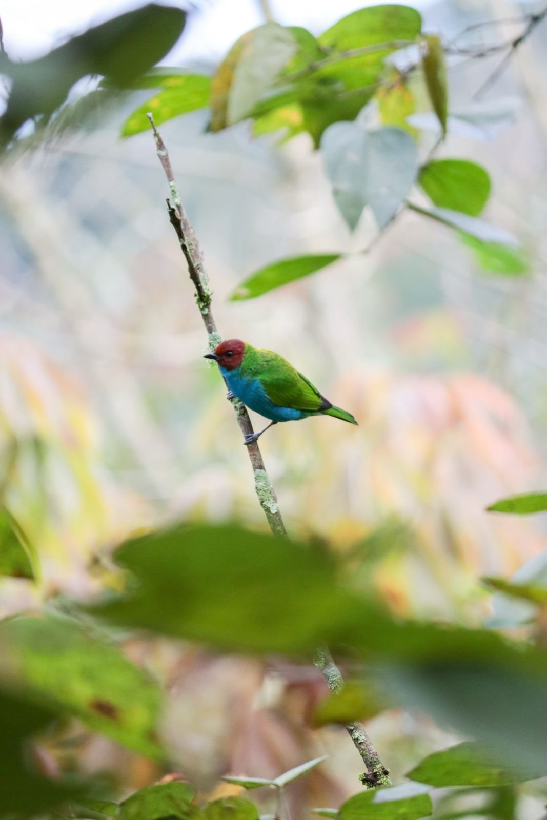 Avistamiento de aves