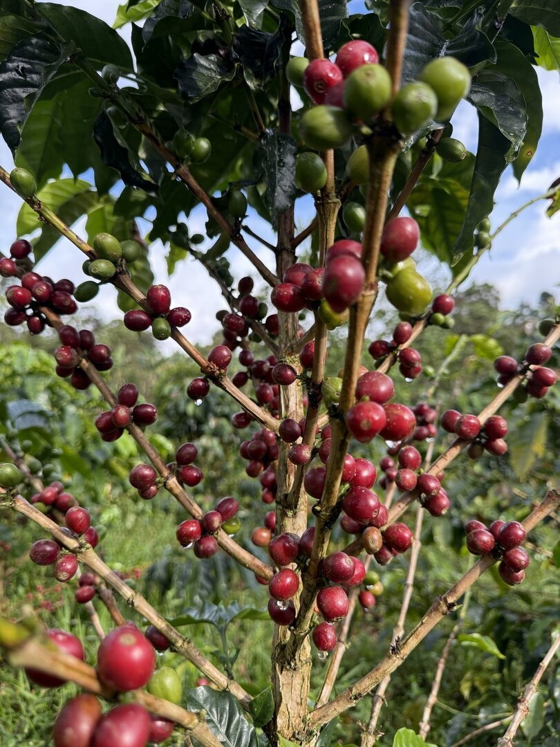 Galería Jardín del Agua 3