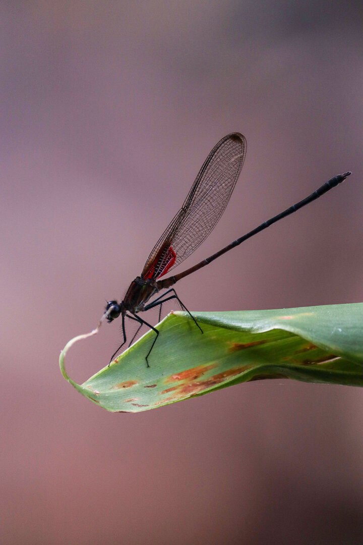 Galería Jardín del Agua 5