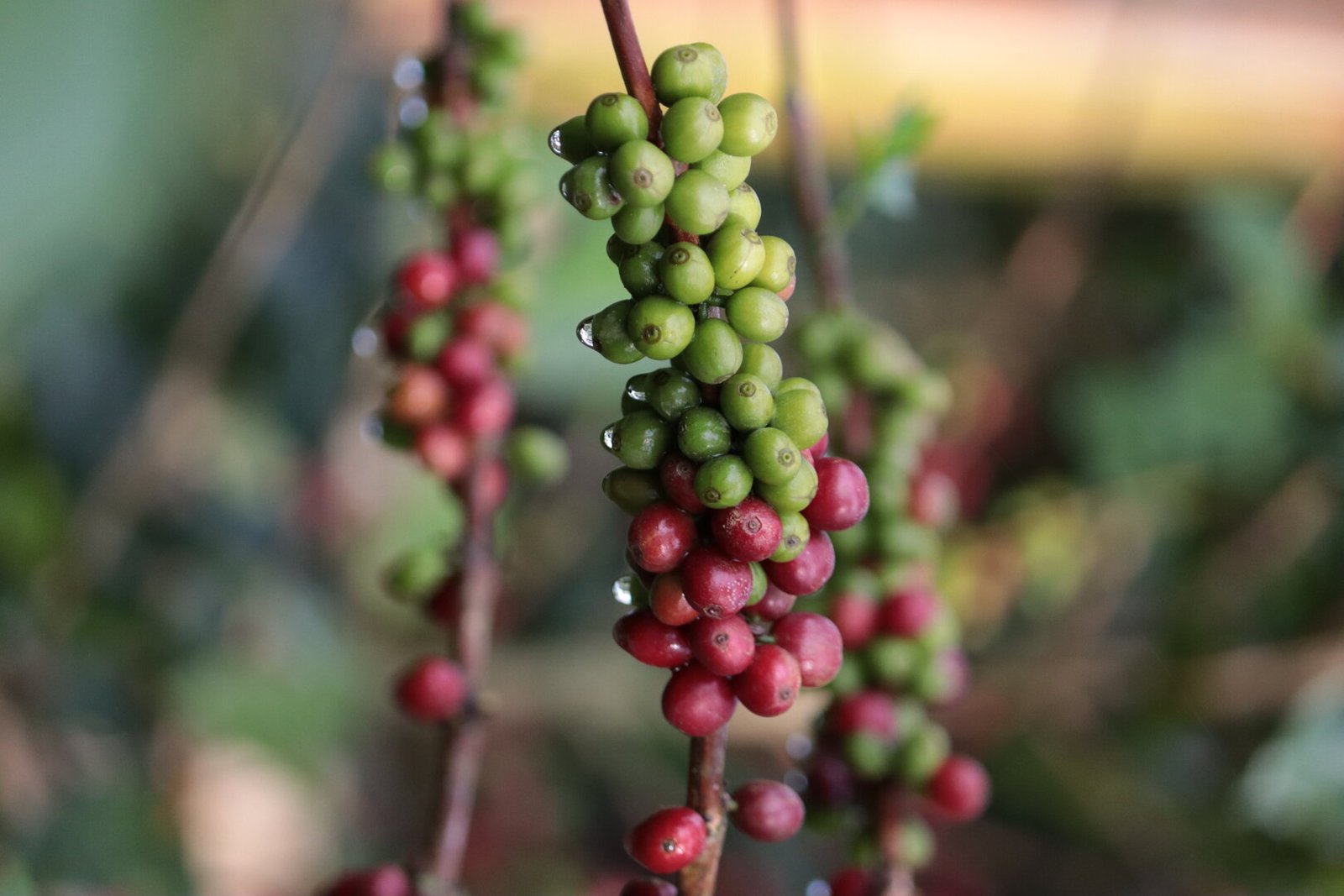 Café Geisha de Jardín del Agua