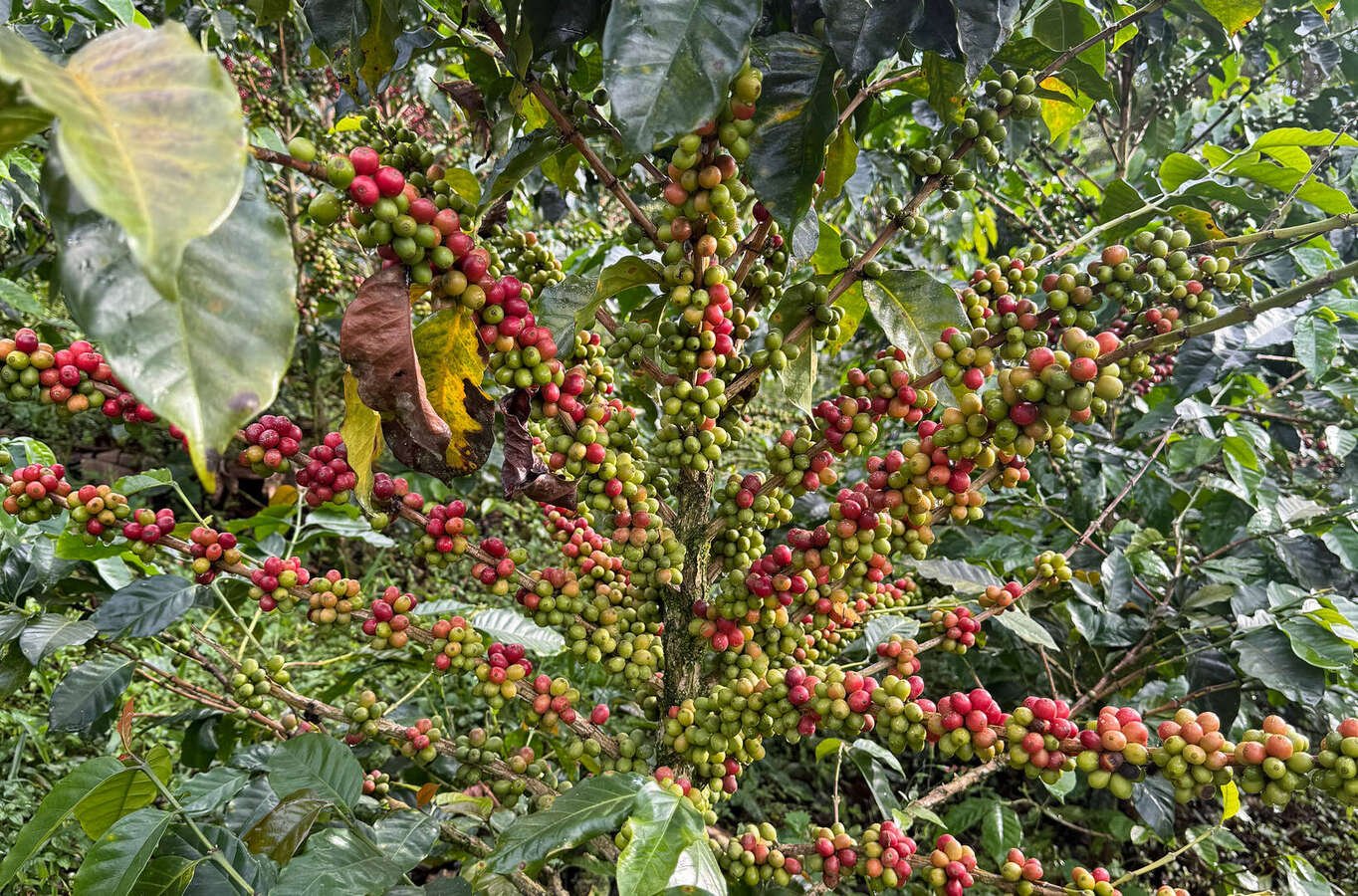 Café Cenicafé - Vista principal