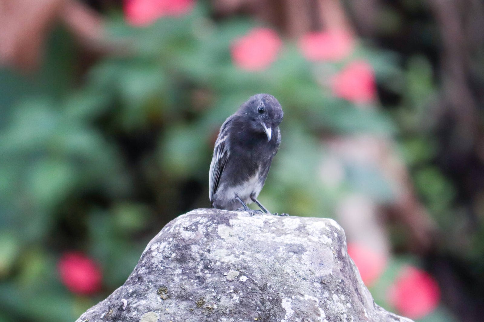 Galería Jardín del Agua 19