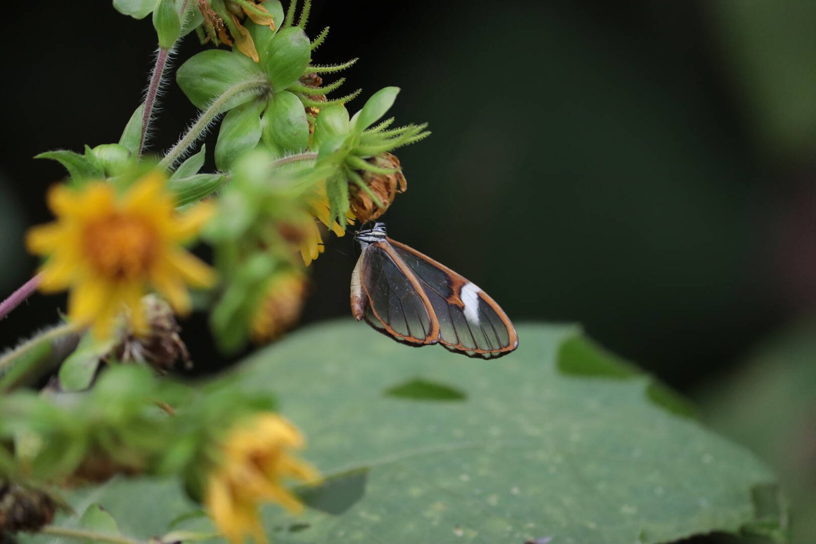 Pasadía Todo Incluido